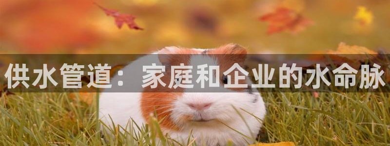 球友会qyh